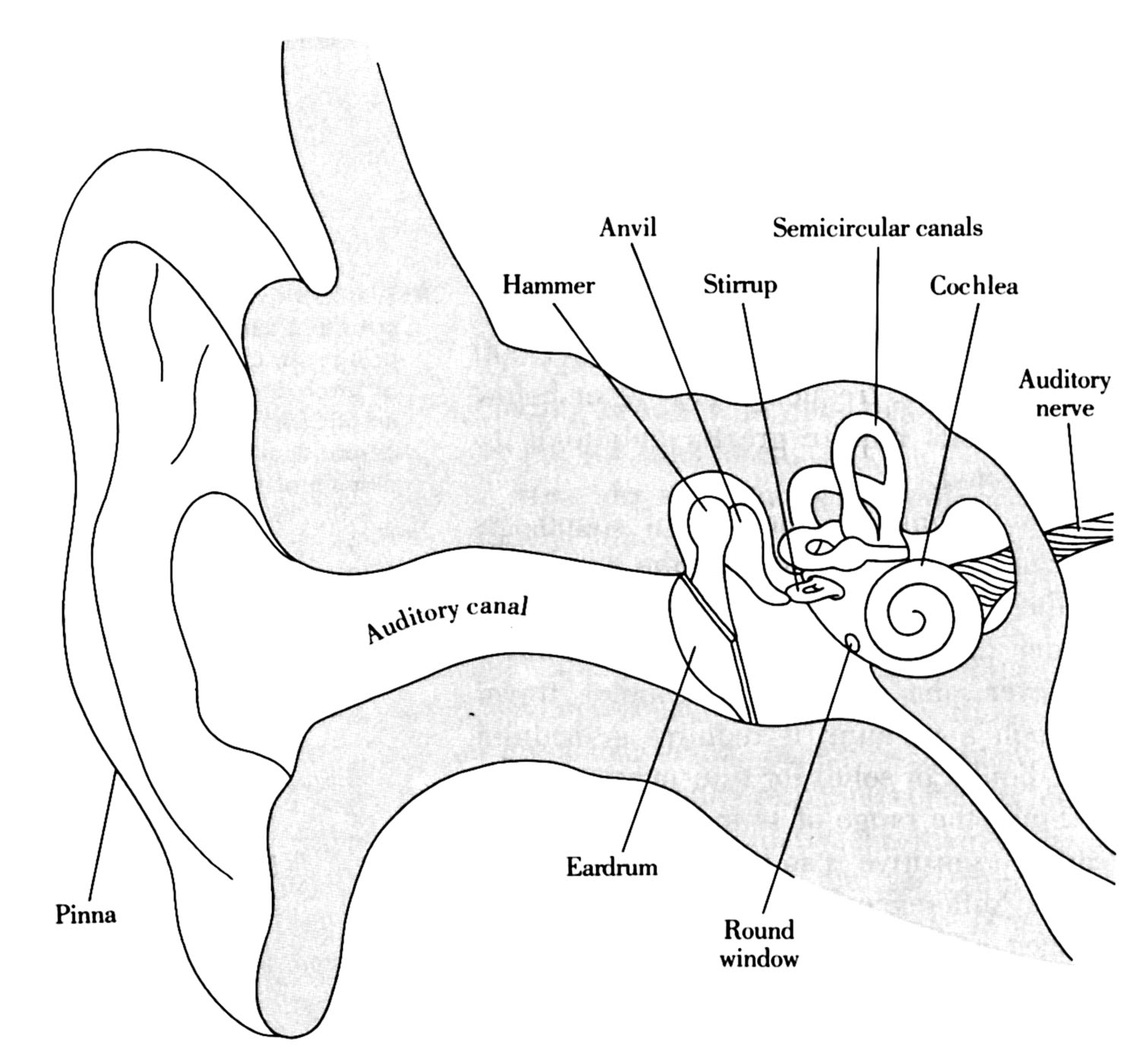 diagram of the ear