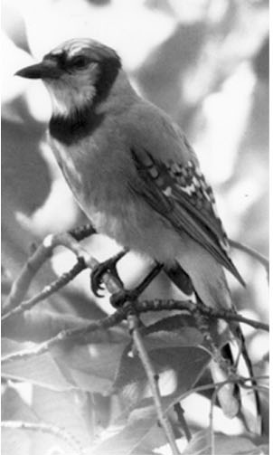 Bluejay looking normal in tree